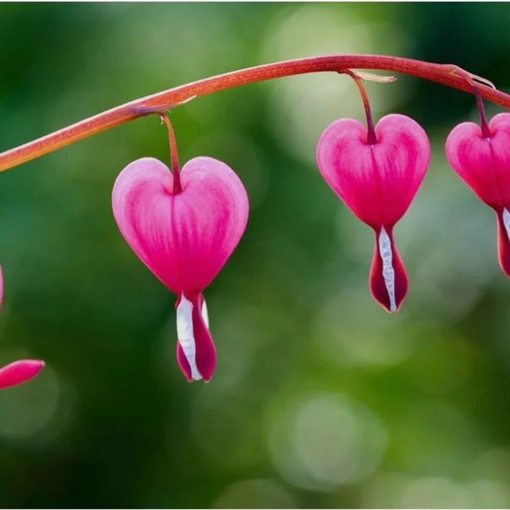 Pink Heart-Shaped Flowers - Picture 1 of 1